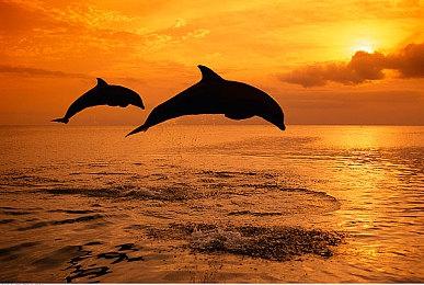 《勇敢的心：回家》现已登陆Netflix会员